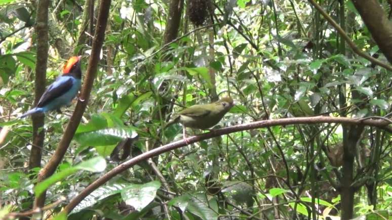 Cena da dan&ccedil;a solo do macho alfa para a f&ecirc;mea, que &eacute; seguida pela c&oacute;pula