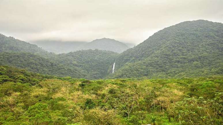 Reserva Natural Salto Morato, no Paran&aacute;, &eacute; um dos locais onde a dan&ccedil;a dos tangar&aacute;s pode ser registrada