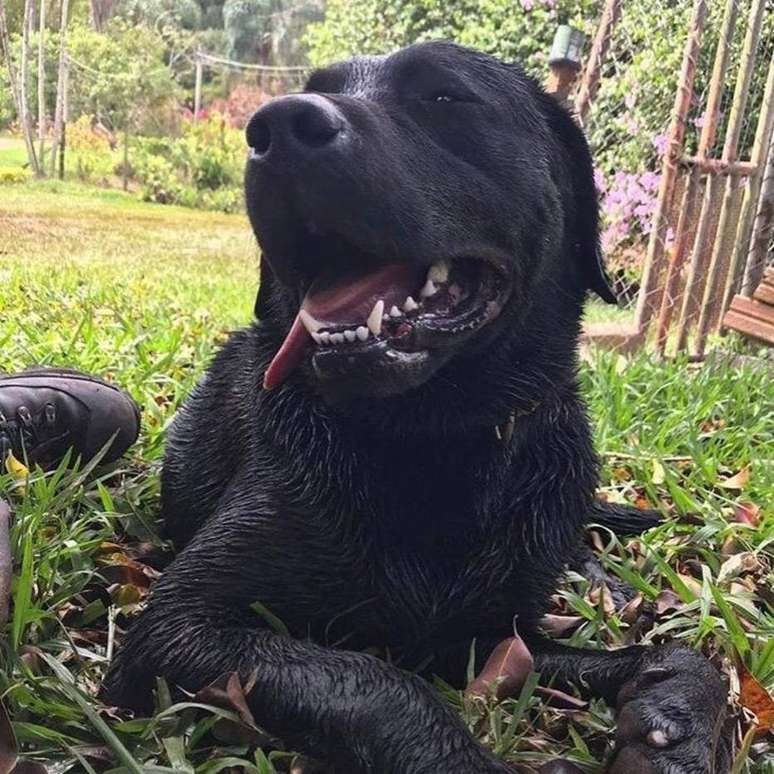 Cão Barney mergulhou em um rio e não conseguiu voltar à superfície