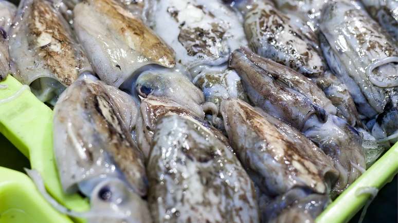 Muitas espécies de peixe estão em declínio devido à pesca indiscriminada, diz o estudo