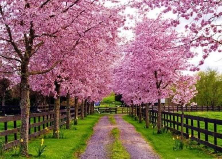 5 – Árvores floridas encantam a entrada de chácara. Fonte: Pinterest