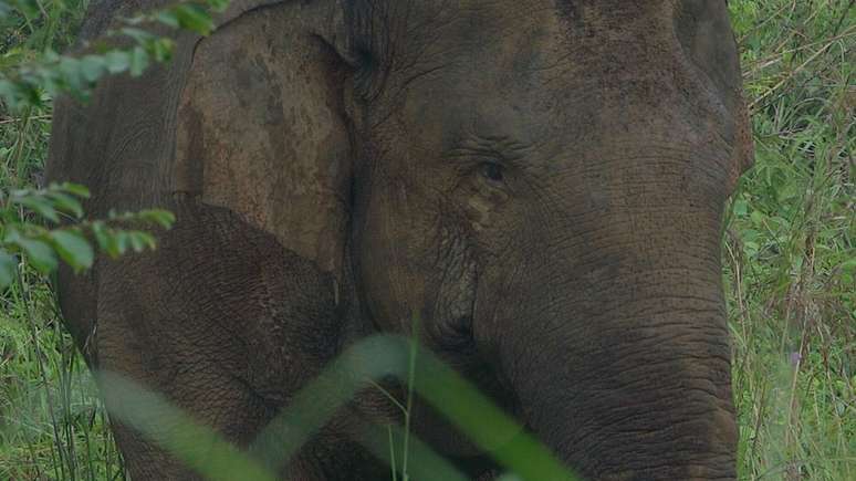 Os elefantes de Sumatra s&atilde;o a &uacute;nica esp&eacute;cie de elefantes no mundo listada como criticamente amea&ccedil;ada de extin&ccedil;&atilde;o