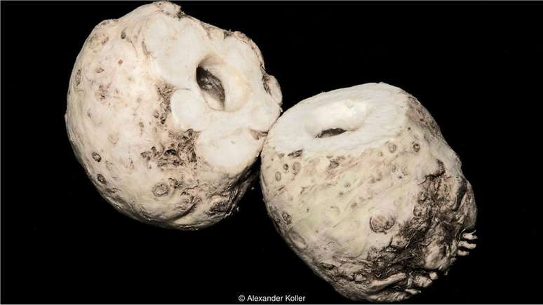 Bong&ocirc; de raiz de aipo