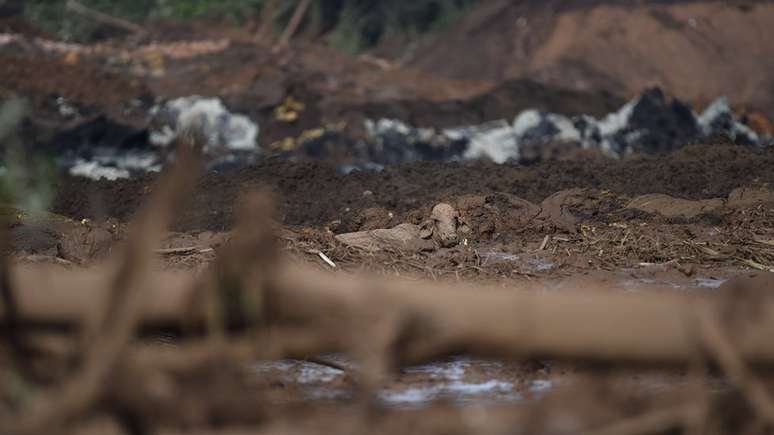 Uma vaca em meio à lama após rompimento de barragem em Brumadinho; para ex-ministro, Congresso falhou ao não atualizar legislação para o setor
