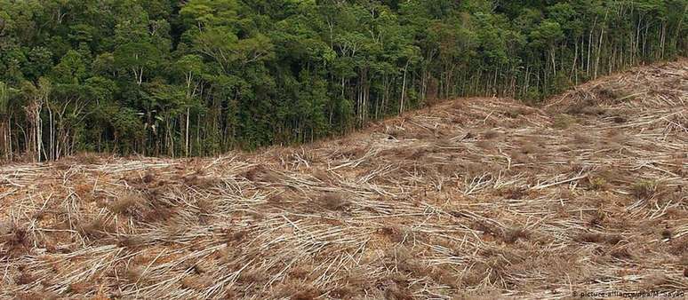 "Estamos diante de um risco real de aumento descontrolado de desmatamento na Amazônia", afirmam ex-ministros