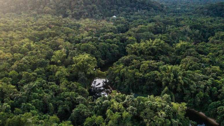 Mata Atlântica é alvo de recuperação florestal no Brasil