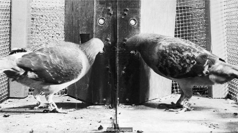 Dois pombos em uma caixa desenvolvida pelo psicólogo BF Skinner são estudados como parte de pesquisa sobre condicionamento operante