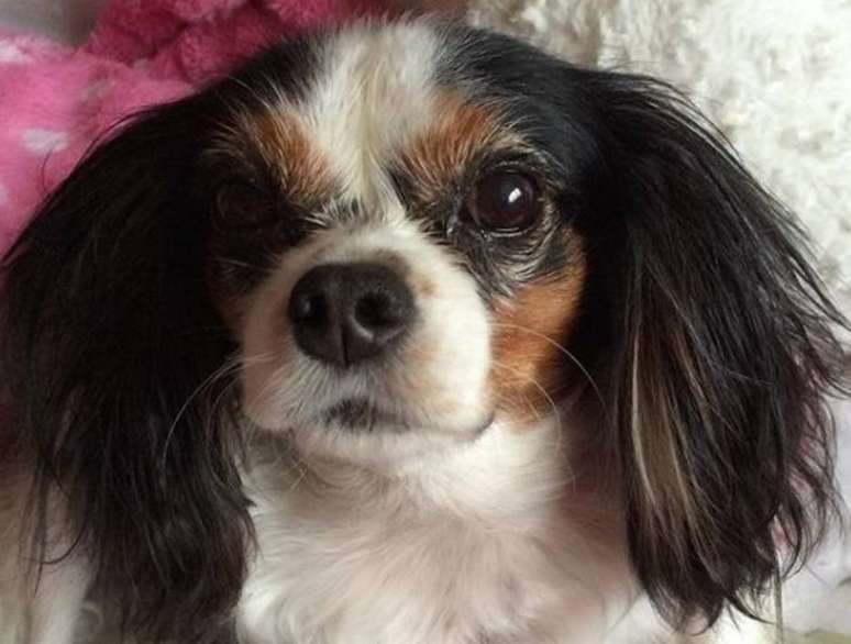 Curiosidades da mídia sobre o Cavalier King Charles Spaniel