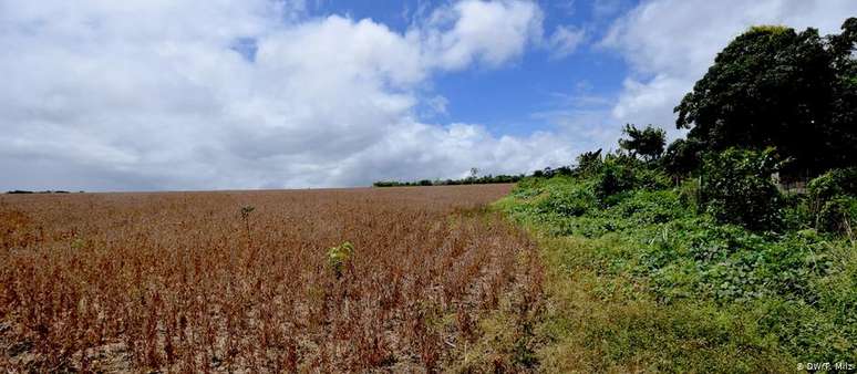Plantio de soja nos limites da aldeia indígena Açaizal, no Pará