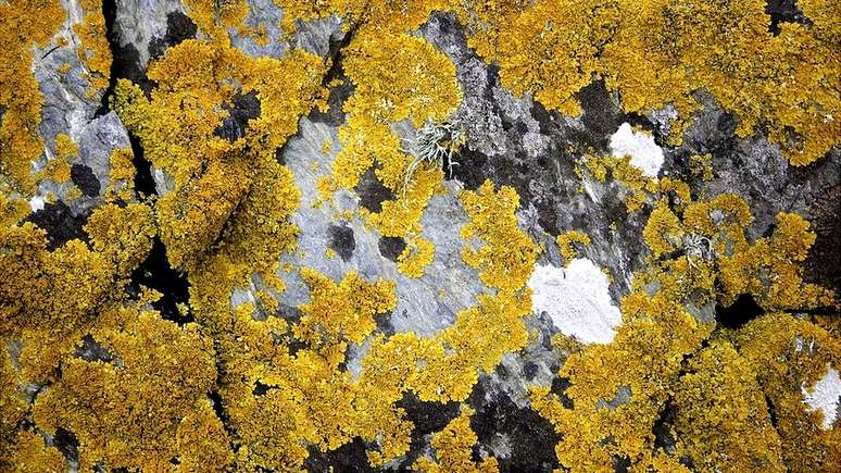 Ser&aacute; que estes l&iacute;quens sobreviveriam em Marte?