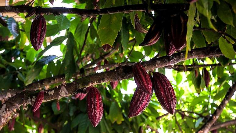 O caf&eacute; pode ser coisa do passado em breve - todas as aten&ccedil;&otilde;es est&atilde;o voltadas para o cacau