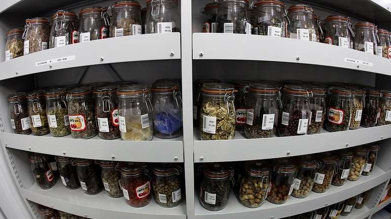 Quer preservar plantas para o futuro? Voc&ecirc; poderia enterrar sementes no permafrost... ou entreg&aacute;-las ao Millennium Seed Bank, no Reino Unido, que det&eacute;m 10% das esp&eacute;cies de plantas selvagens do mundo