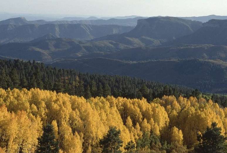Da pr&oacute;xima vez que voc&ecirc; admirar um bosque, imagine h&aacute; quanto tempo essas &aacute;rvores est&atilde;o l&aacute;