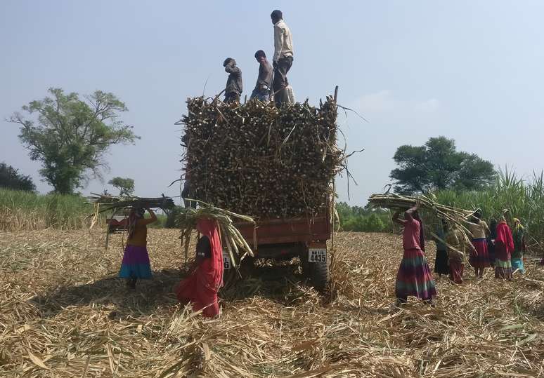 Workers load harvested sugarcane onto a trailer in a field in Gove village in the western state of Maharashtra, India, November 10, 2018. Picture taken November 10, 2018. REUTERS/Rajendra Jadhav