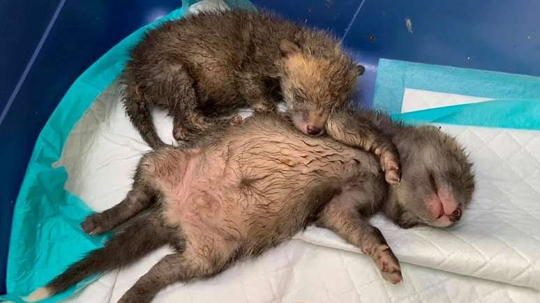 Ginger era o menor da ninhada...