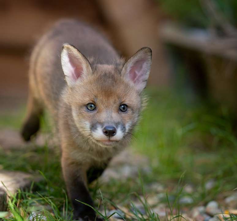 Biscuit, de seis semanas, dando um rol&ecirc; pelo jardim