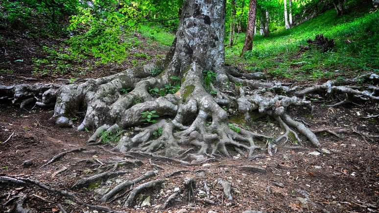 Se não houver redução nas emissões de carbono até 2100, pode haver uma redução de 10% dos fungos ectomicorrizas - e das árvores que dependem deles