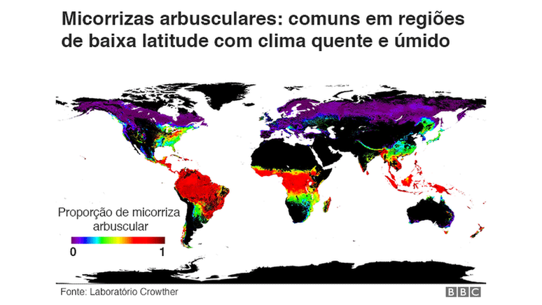 Micorrizas arbusculares