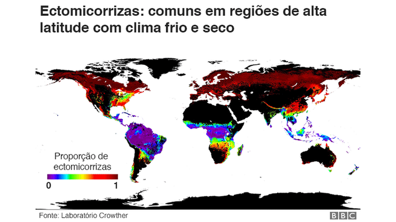 Mapa das ectomirrizas