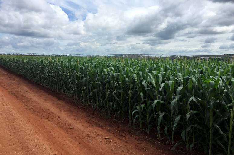 Plantio de milho na fazenda Cercado Grande 
01/04/2018
REUTERS/Marcelo Teixeira