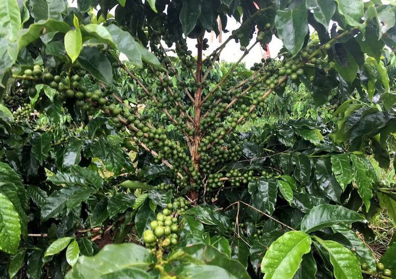 Plantio de café em Guaxupé (MG) 
21/02/2018
REUTERS/José Roberto Gomes