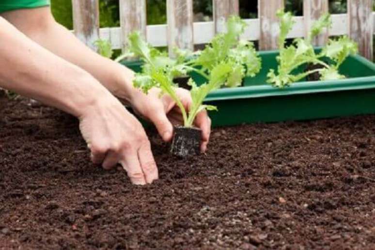 9- Como plantar alface depende uma boa semente ou muda saudável, adquira de produtores responsáveis. Fonte: Novo Negócio