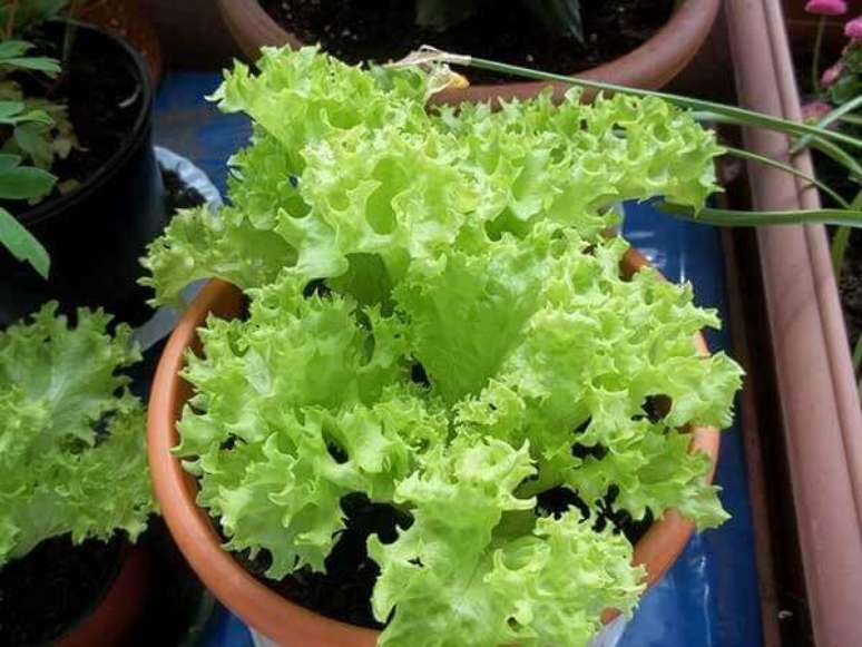 3- Como plantar alface em vaso necessita de uma boa drenagem, adquira substratos próprios para a produção de hortaliças. Fonte: Einoffenesherz