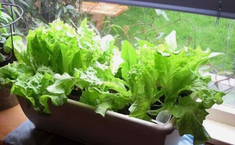 14- Como plantar alface em vaso não necessita muito de espaço, utilize a varanda do seu apartamento para cultivá-la. Fonte: Mundo Ecologia