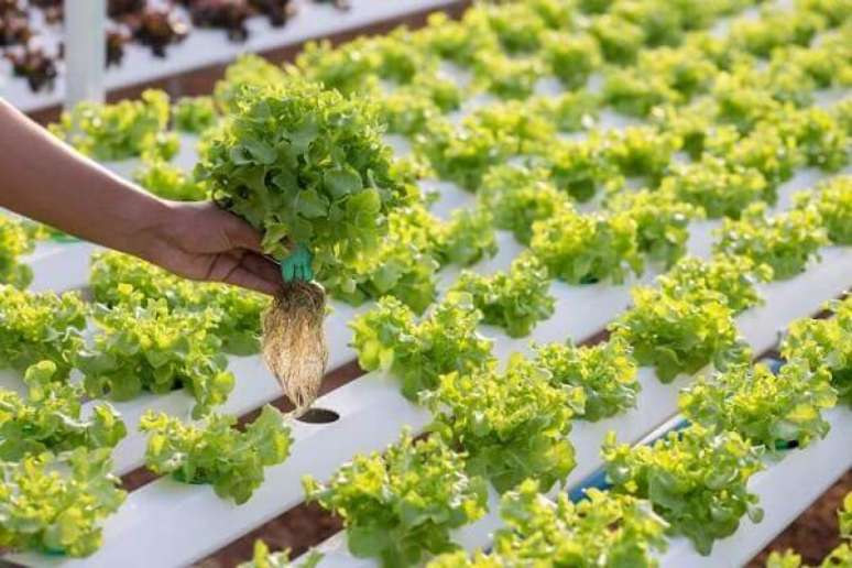 16- Como plantar alface na água requer nutrientes apropriados, compre adubos para hortaliças hidropônicas. Fonte: Jasmine Alimentos