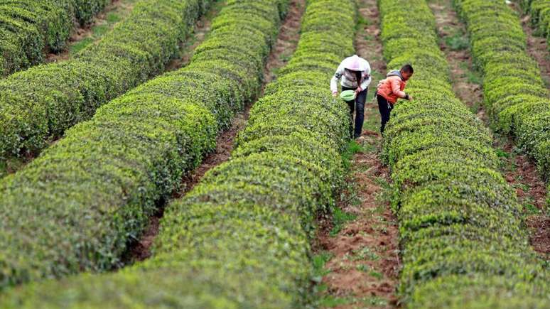 Ren nasceu em Guizhou, uma zona rural da China onde muitos dos habitantes vivem da colheita do chá