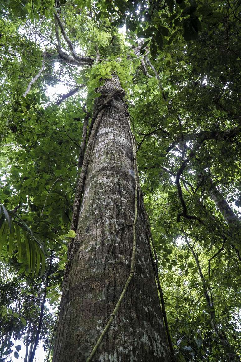 O Brasil, que concentra um terço da área de floresta tropical do mundo, é um dos maiores receptores de recursos do crédito de carbono