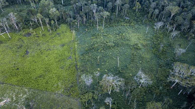 Conclusão da ProPublica é que os créditos de carbono não compensaram a quantidade de poluição que se esperava, ou trouxeram ganhos que foram rapidamente revertidos ou que não podiam ser comprovados e medidos