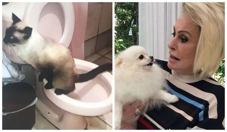 Ana Maria Braga mostra gato urinando em vaso sanitário após foto do animal repercutir na internet.