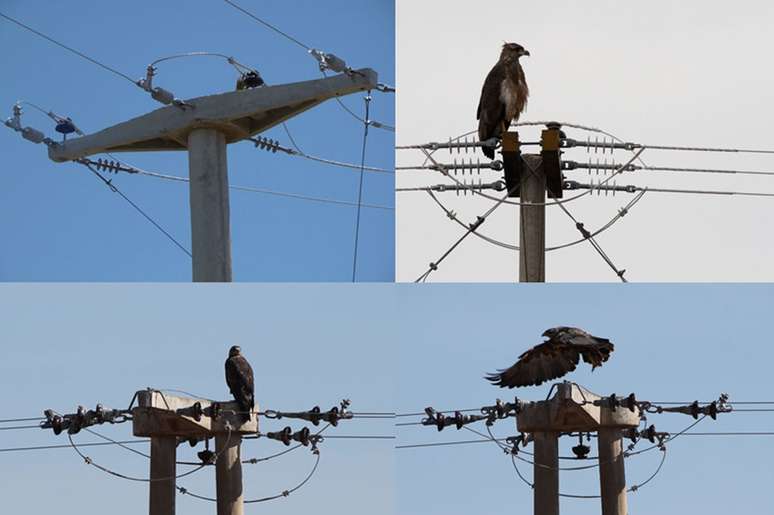 Uma solu&ccedil;&atilde;o para as mortes por eletrocutamento foi mudar a posi&ccedil;&atilde;o de uma al&ccedil;a nos postes de energia