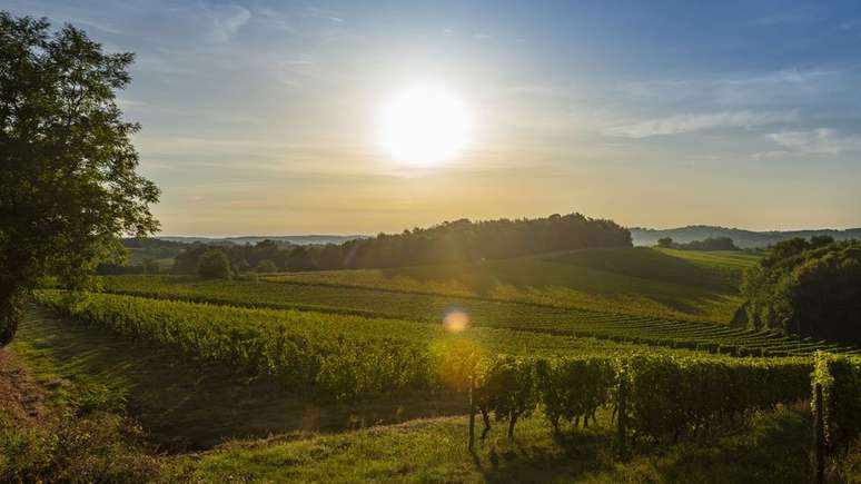 Um vinhedo em Bordeaux - o de propriedade de Le Pin ocupa apenas um acre