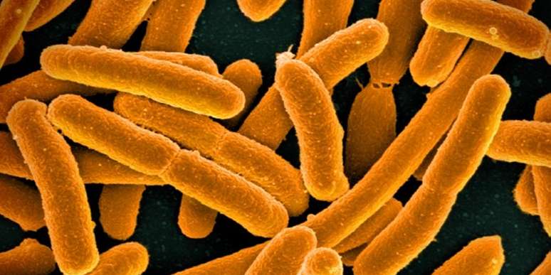 Pesquisadores da Universidade de Cambridge, na Inglaterra, conseguiram substituir por completo o DNA da bactéria Escherichia coli 