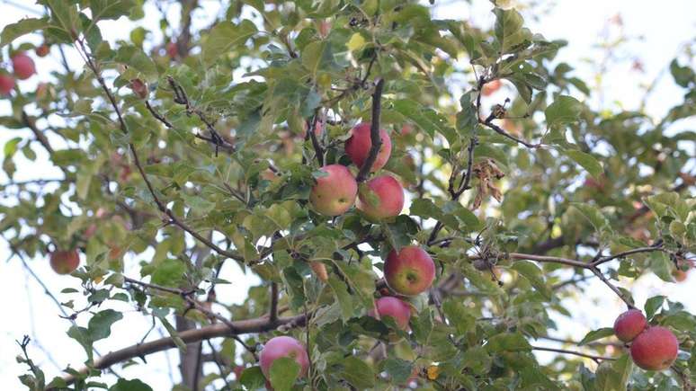 Macieira selvagem em Tien Shan, a ancestral da moderna maçã
