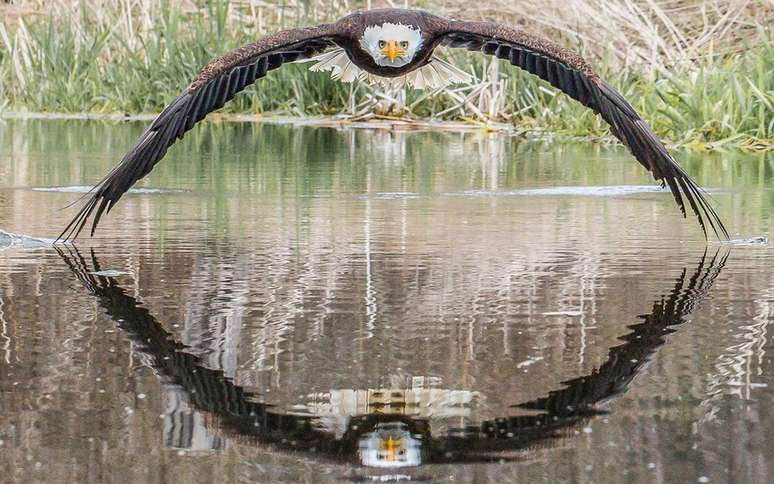 Steve Biro fez registro de águia-de-cabeça-branca em santuário de aves de rapina no Canadá