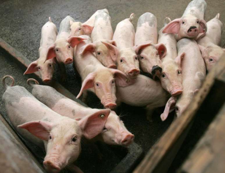 Criação de porcos na província de Zhejiang, China 
16/09/2006
REUTERS/Stringer