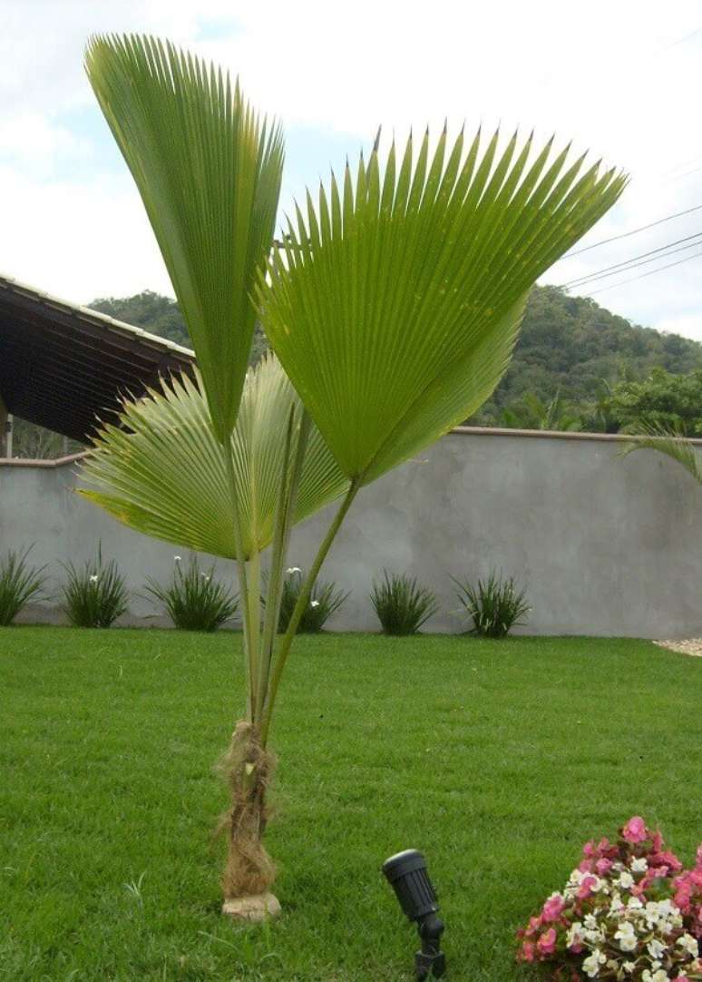3- A palmeira leque é uma espécie de pequeno porte que pode atingir até 3 metros de altura. Fonte: Decorando Casa
