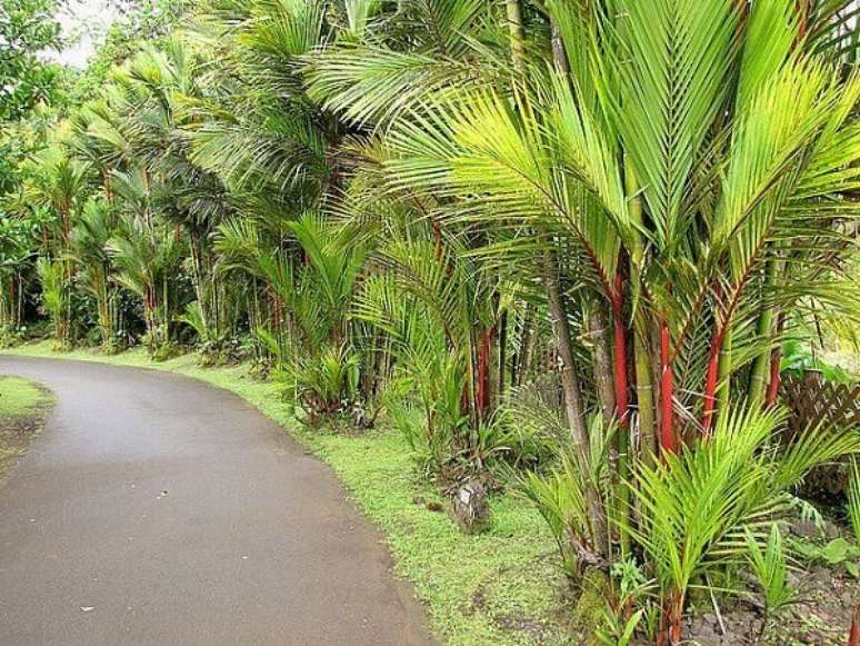 5- A palmeira laca é nativa de países asiáticos. Fonte: O Jardineiro