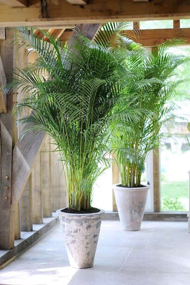 17- Um dos tipos de palmeiras para vaso é a Areca Bambu. Fonte: Pinterest