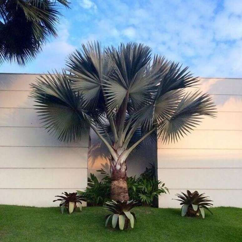18- Um dos tipos de palmeiras para jardim residencial é a palmeira azul. Fonte: Total Construção