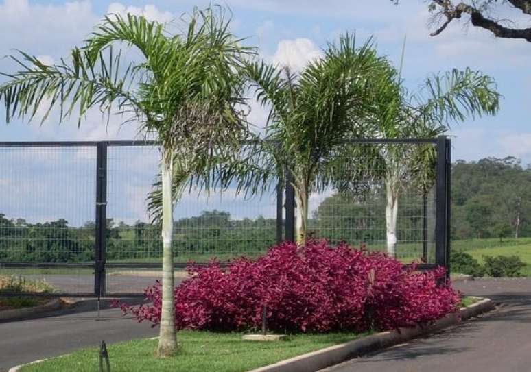 24- No paisagismo, os tipos de palmeiras para jardim podem ser usados com portes diferentes em um mesmo espa&ccedil;o. Fonte: Viveiro de Mudas Nativas e Ornamentais L&ouml;f