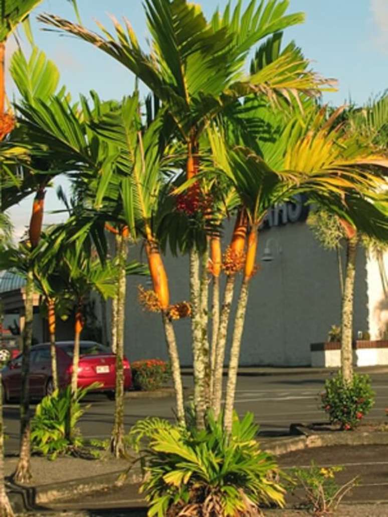 23- Os tipos de palmeiras para jardim podem ser plantados em vasos ou diretamente no solo. Fonte: Casa e Construção