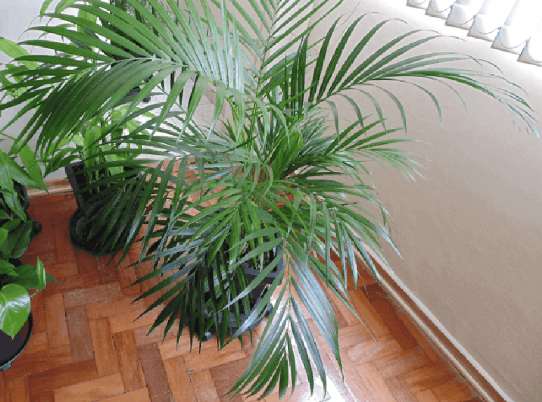 20- A Areca Bambu &eacute; um dos tipos de palmeiras ornamentais para espa&ccedil;os residenciais ou corporativos. Fonte: Total Constru&ccedil;&atilde;o