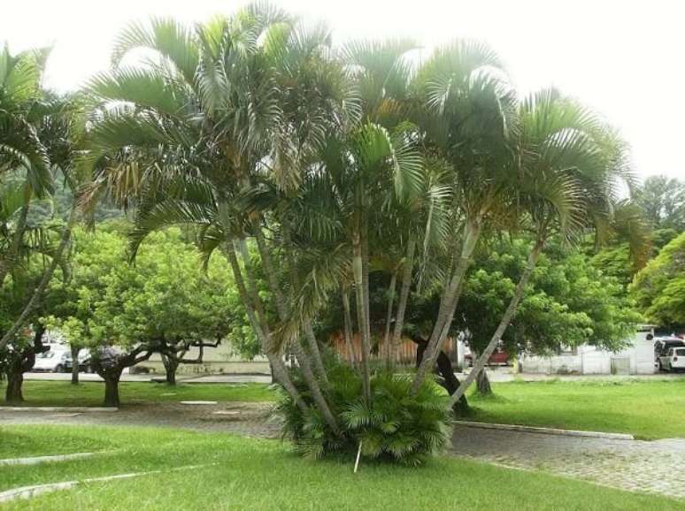 11- A Areca é um dos tipos de palmeiras para jardim que pode ser plantada em vaso e cultivada dentro de casa. Fonte: Total Construção