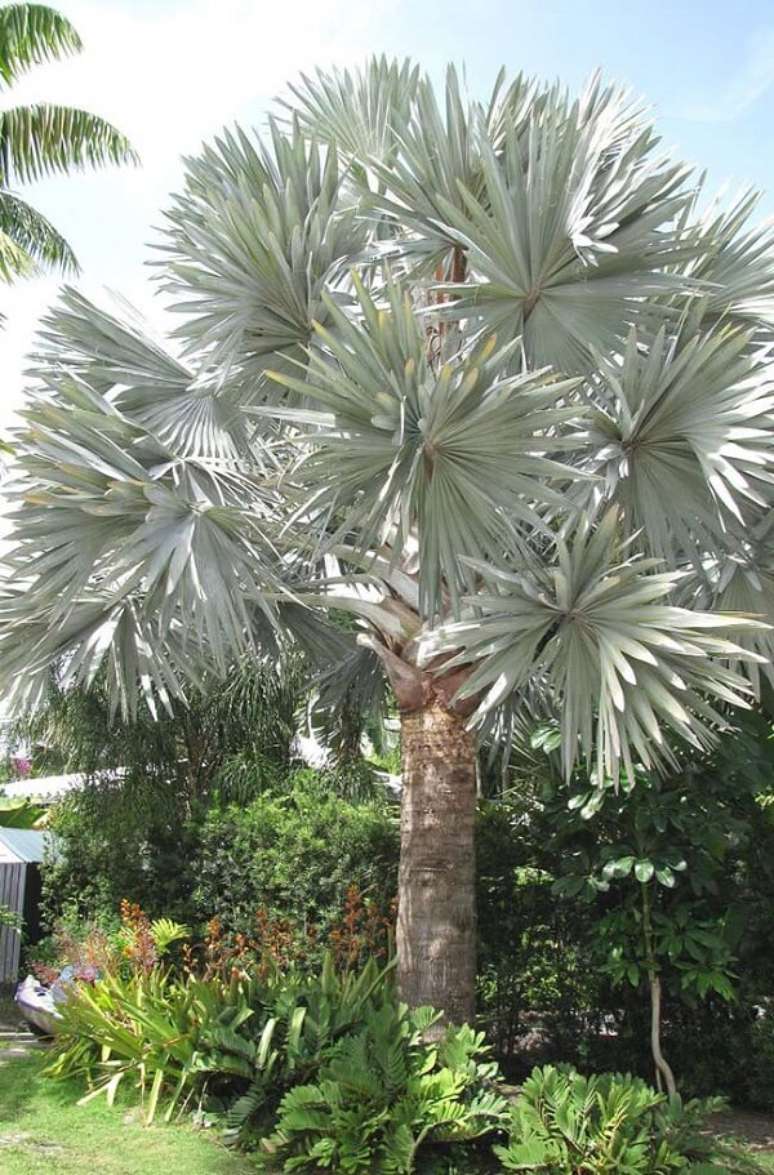 4- Um dos tipos de palmeiras para jardins residenciais é a palmeira azul devido ao seu aspecto exuberante. Fonte: Pinterest