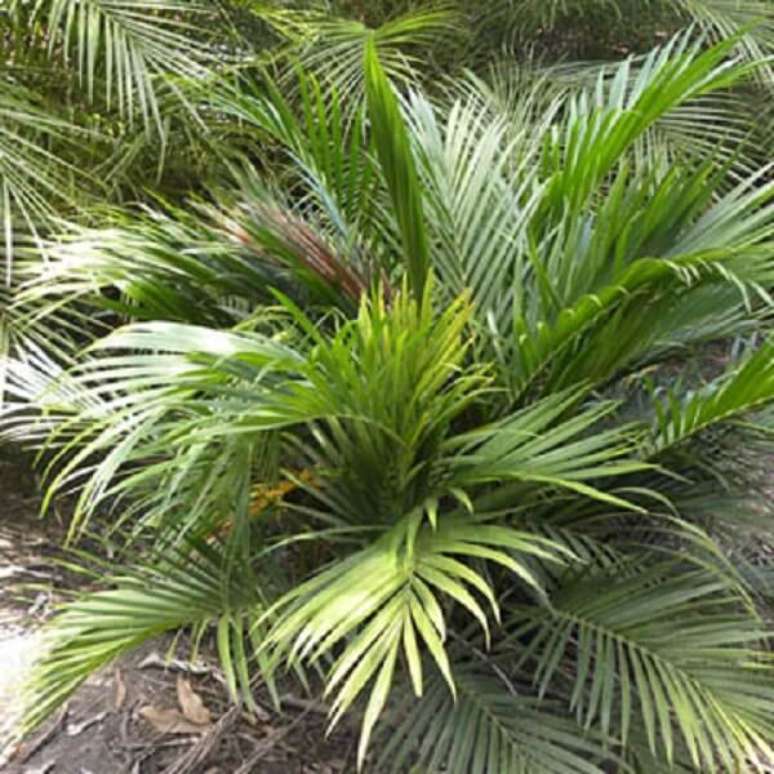 12- A palmeira cascata é sensível a temperaturas frias. Fonte: Fazenda Terra Bella