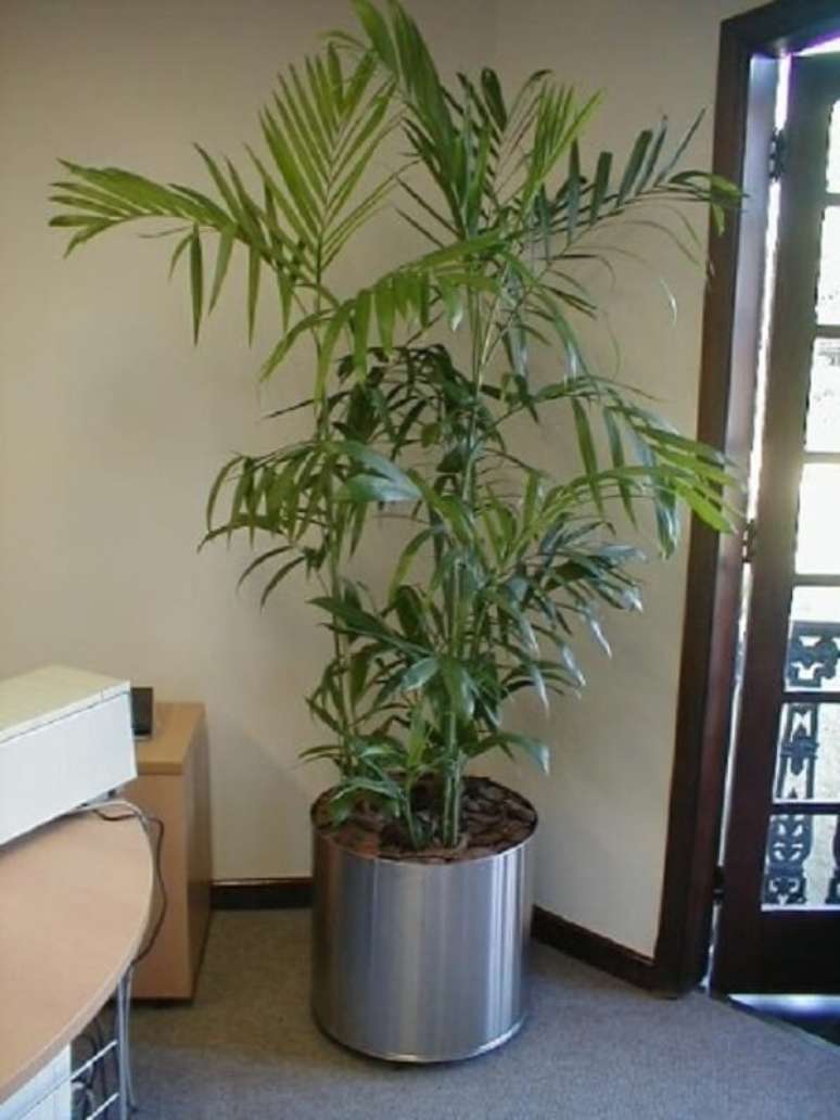 29- Todos os tipos de palmeiras em ambientes internos precisam de regas constantes. Fonte: Cultura Mix